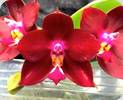 Phal. Lds Bear King LD x Georg Vasquez Eureka